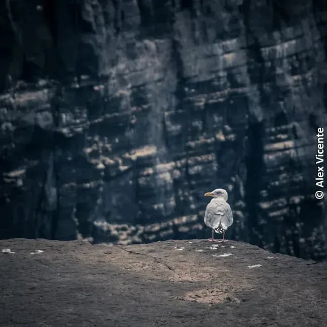 Seagull facing a dark coastal cliff